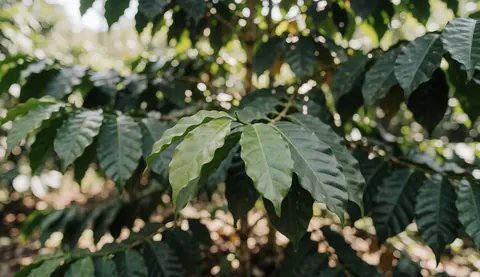 Close-up of vibrant green coffee leaves in a plantation with soft sunlight and a blurred background suitable for text overlay