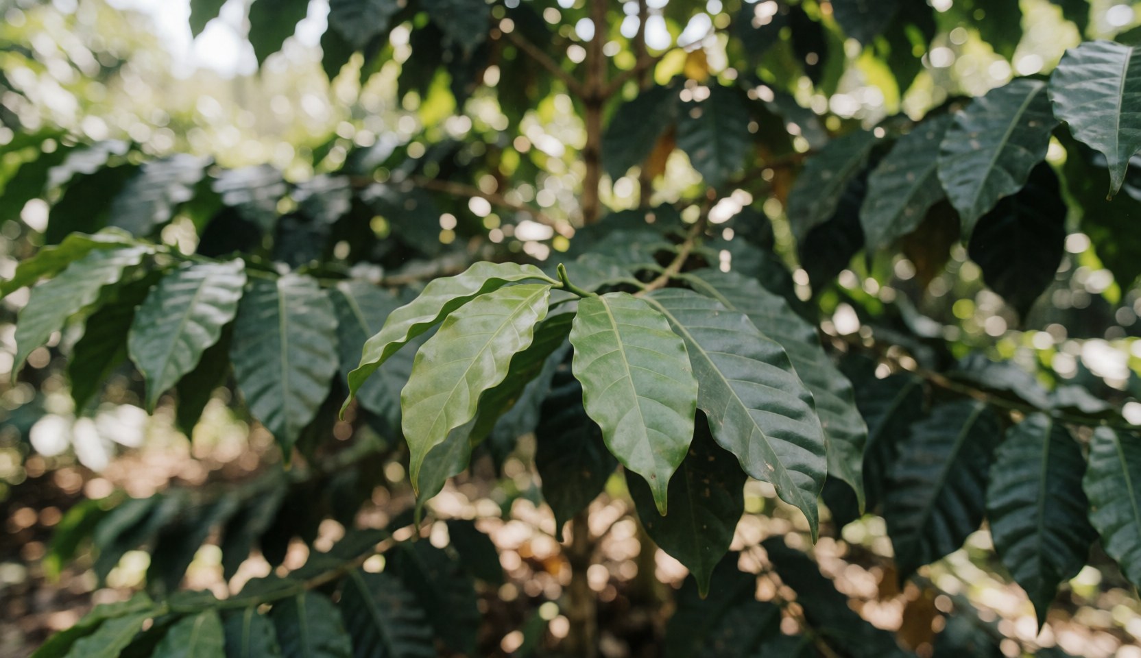 Close-up of vibrant green coffee leaves in a plantation with soft sunlight and a blurred background suitable for text overlay