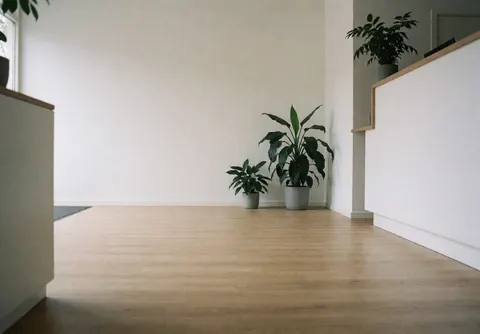 Minimalist language school reception featuring light wood flooring, white walls, and decorative green plants creating a welcoming atmosphere
