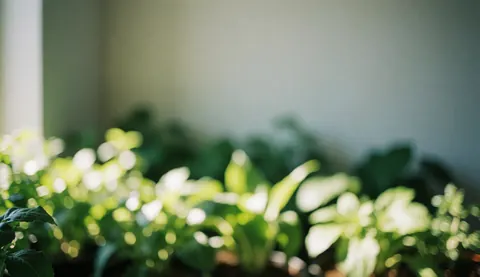 Green plant with natural light in an indoor space, ideal for decorating offices or workspaces.