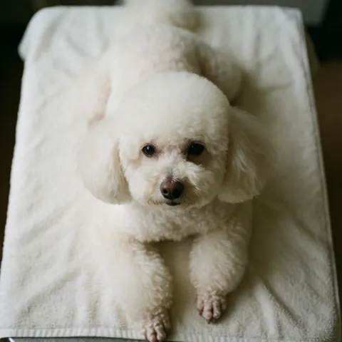 A white puppy with freshly groomed fur lies on a white towel, looking up.