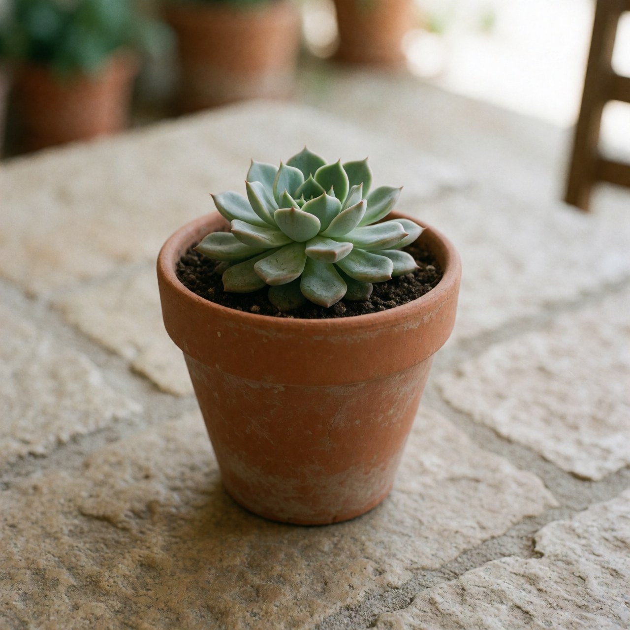 A healthy succulent plant in a terracotta pot sits on a rustic stone table with natural light and a blurred background.