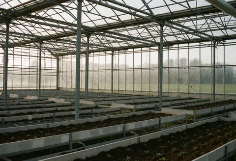 Empty metal greenhouse structure with rows of young plants and natural light filtering through glass walls