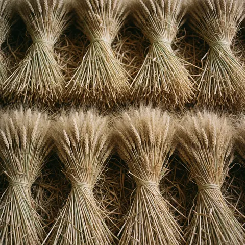 Yellow wheat bundles tied with twine stacked on straw inside a rustic barn, showcasing golden grains and natural textures for agricultural product imagery