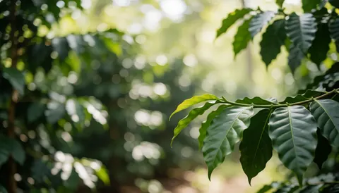 Close-up view of vibrant green coffee leaves with natural light and soft shadows, creating a textured background suitable for text overlay in coffee and cacao farm contexts.