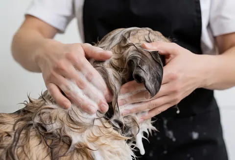 A professional groomer washing a dog's fur with shampoo and foam, hands in action, clean and professional background.