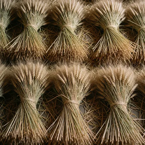 Close-up view of fresh harvested wheat bundles stacked together, showcasing golden grains and natural texture ideal for agricultural product display