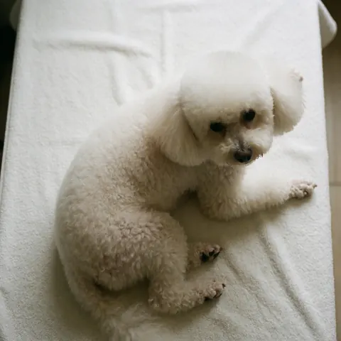 A clean, relaxed white puppy with fresh groomed fur resting on a white towel, ideal for dog grooming business marketing.