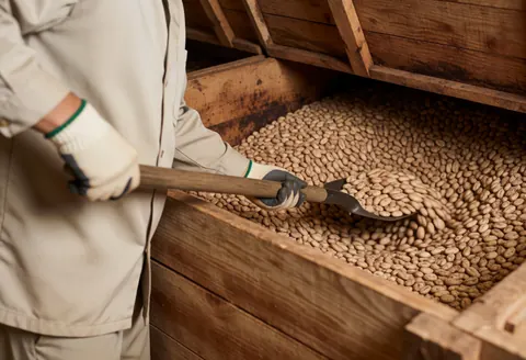 Worker wearing gloves turning cacao beans in a wooden fermentation box under natural light in a rural setting.