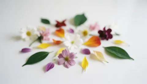 Colorful petals and leaves on a white surface, ideal for text overlay, web design, and florist advertising.