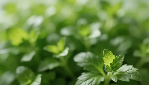 Abstract background of fresh natural green herbs with clean green tones and natural light, ideal for catering, cooking, or healthy food text overlays.