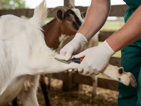 Close-up of gloved hands inspecting a goat's hoof in a rural setting with wood and field background, showing professional care and hygiene.