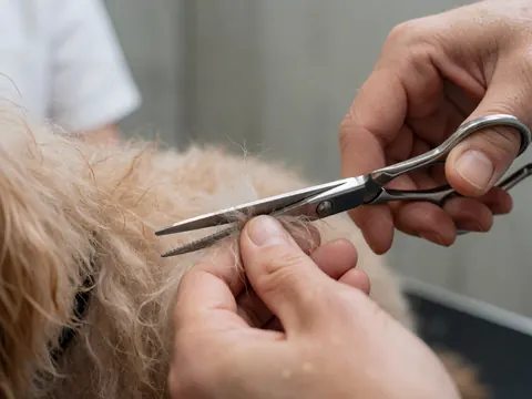 Groomer's hands using stainless steel scissors to trim a dog's wet fur against a concrete wall background