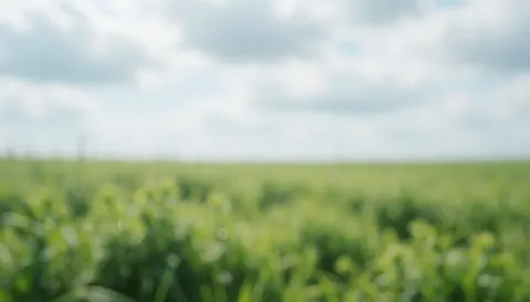 A soft focus background of a lush green agricultural field under an overcast sky, suitable for text overlays in business materials.