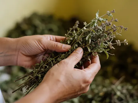 Close-up of hands gently holding a bundle of dried herbs used in reiki therapy, showcasing natural textures and earthy tones against a white background