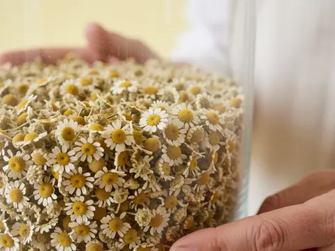Detailed close-up view of dried chamomile flowers inside a clear glass container, highlighting natural texture and wellness elements for traditional healing products