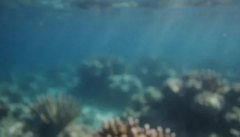 Blue and turquoise underwater scene with soft corals and filtered light, ideal for text or presentations