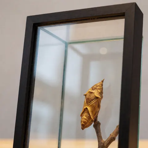 A light brown preserved chrysalis displayed in a glass frame with a dark wood border, set against a neutral gray background for product photography.