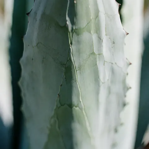 Close-up view of an agave leaf showing geometric patterns, texture, and green and blue tones with a blurred background
