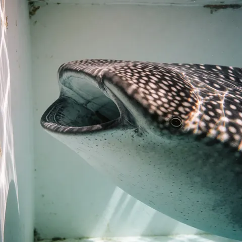 Close-up of a whale shark head with light patterns, showing its open mouth and speckled skin in an aquatic environment