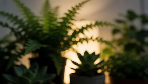 Abstract background of potted plants with warm light on a terrace, ideal for small garden design and text overlays