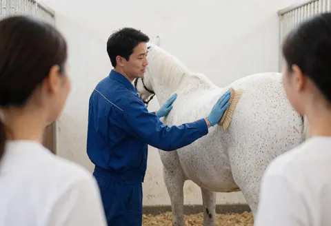 A groom wearing blue gloves brushes the coat of a white horse inside a stable with white walls while two people watch from behind.