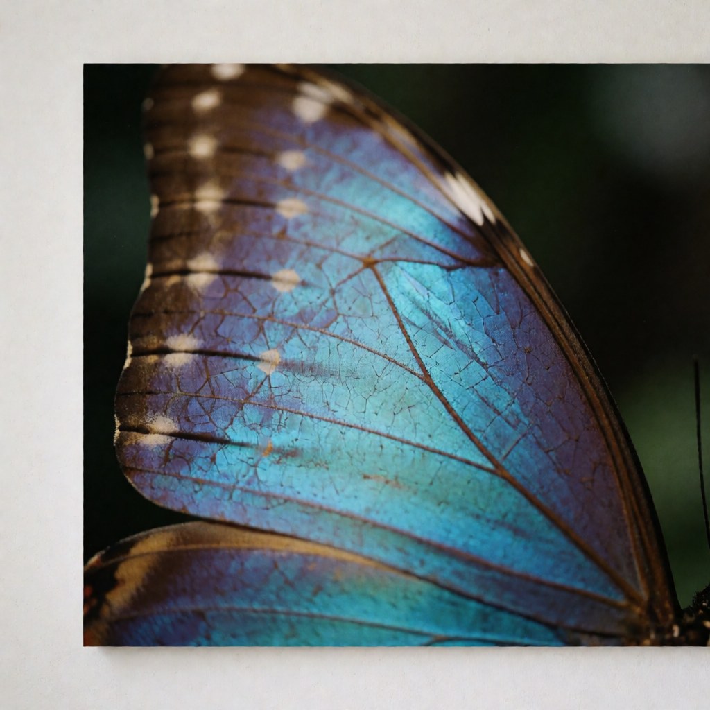 Close-up of a blue morpho butterfly wing showing iridescent blue scales and a geometric pattern on a dark background