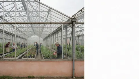 Workers managing rows of plants inside a large greenhouse with terracotta walls under an overcast sky.