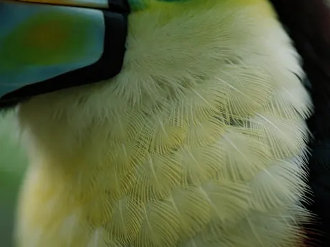 Close-up of toucan plumage with green and yellow tones in an ecological park under natural diffused light