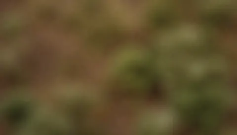 Blurred brown and green earth texture background with soft diffused lighting and bokeh, ideal for text overlay and graphic design.