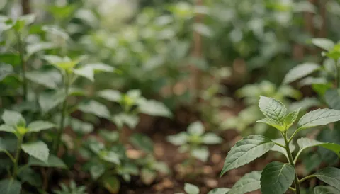 Blurred green plants in a garden, ideal for homeopathy and natural product text overlays