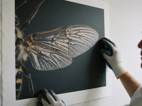 Close-up of a gloved hand touching the edge of a macro insect wing print on textured paper against a white wall
