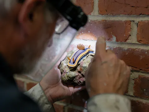 Underwater photographer with diving camera observes a colorful nudibranch on a rock against a red brick wall