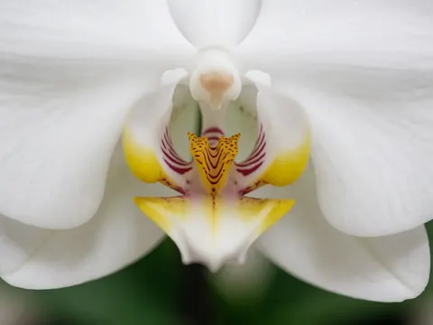 Detailed view of a white orchid featuring a yellow and purple center against a blurred green background, suitable for floristry.