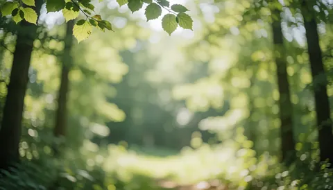 Dappled sunlight shines through green foliage in a serene forest, creating a soft natural background ideal for business text overlays.