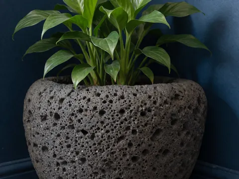 Close-up of a volcanic stone planter holding a green plant, placed in a corner against a dark blue wall for vacation rental decor