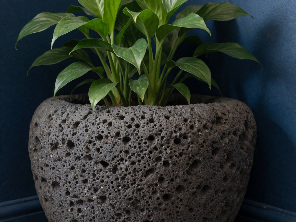 Close-up of a volcanic stone planter holding a green plant, placed in a corner against a dark blue wall for vacation rental decor