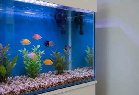 Colorful fish swimming among green plants and gravel in a clear water aquarium suitable for a pet store